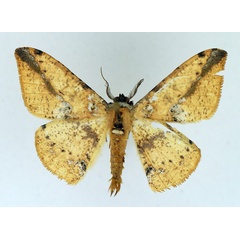 /filer/webapps/moths/media/images/M/melanops_Psilocerea_AM_TMSA.jpg
