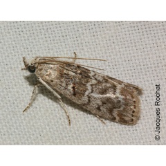 /filer/webapps/moths/media/images/V/vercambrensis_Asalegia_A_Rochat.jpg