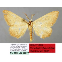 /filer/webapps/moths/media/images/C/colettae_Pseudosterrha_HT_ZSM_01.jpg
