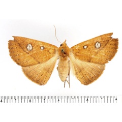 /filer/webapps/moths/media/images/A/albomacula_Talariga_AF_BMNH.jpg