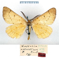 /filer/webapps/moths/media/images/A/aurantiaca_Nassinia_HT_MNHN.jpg