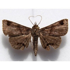 /filer/webapps/moths/media/images/A/africana_Mecodina_A_Goff.jpg