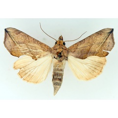 /filer/webapps/moths/media/images/T/triobliqua_Oraesia_AF_TMSA_01.jpg