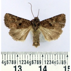 /filer/webapps/moths/media/images/B/bipunctatoides_Tycomarptes_AM_BMNH.jpg