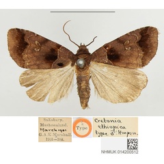 /filer/webapps/moths/media/images/E/ethiopica_Cretonia_STM_BMNH.jpg