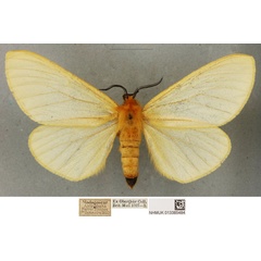 /filer/webapps/moths/media/images/U/unicolor_Coenostegia_PLT_BMNH_01.jpg