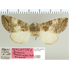 /filer/webapps/moths/media/images/D/dasychiroides_Eubreyeria_NAT_NMB.jpg
