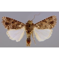 /filer/webapps/moths/media/images/T/triturata_Spodoptera_A_RMCA_01.jpg