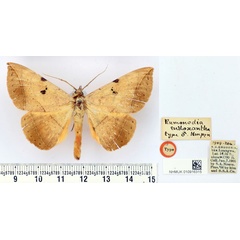 /filer/webapps/moths/media/images/E/endoxantha_Enmonodia_ST_BMNH.jpg
