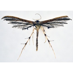 /filer/webapps/moths/media/images/S/stenodactylus_Titanoptilus_A_NHMO_02.jpg