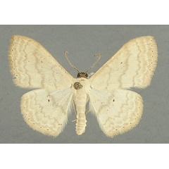 /filer/webapps/moths/media/images/L/latitans_Scopula_AM_TMSA.jpg