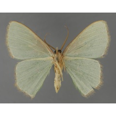 /filer/webapps/moths/media/images/S/salutaria_Prasinocyma_A_ZSM_02.jpg