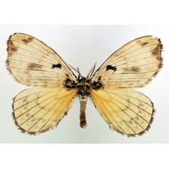 /filer/webapps/moths/media/images/O/orphne_Camerunia_AM_Basquin_01.jpg