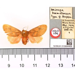 /filer/webapps/moths/media/images/H/haematoessa_Miresa_HT_BMNH.jpg