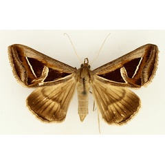 /filer/webapps/moths/media/images/H/hyppasia_Trigonodes_AF_TMSA_01.jpg