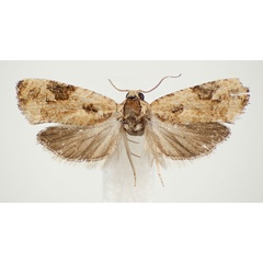 /filer/webapps/moths/media/images/I/insellata_Paraeccopsis_AF_BMNH.jpg