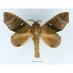 /filer/webapps/moths/media/images/A/angulata_Gonobombyx_AM_Basquin_01.jpg