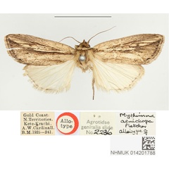 /filer/webapps/moths/media/images/A/aenictopa_Mythimna_AT_BMNH.jpg