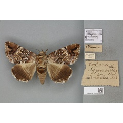 /filer/webapps/moths/media/images/D/daedalea_Ophiusa_AF_BMNH_01a.jpg