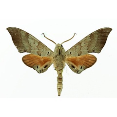 /filer/webapps/moths/media/images/T/tiro_Polyptychus_AM_Basquin_02.jpg