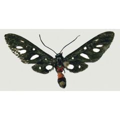 /filer/webapps/moths/media/images/P/phaeobasis_Amata_AM_deFreina.jpg