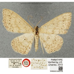 /filer/webapps/moths/media/images/C/cornishi_Scopula_AT_BMNH.jpg