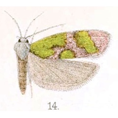 /filer/webapps/moths/media/images/E/elegans_Theatrocopia_HT_Walsingham_3-14.jpg