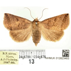 /filer/webapps/moths/media/images/S/scissa_Pantydia_AF_BMNH.jpg