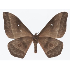 /filer/webapps/moths/media/images/E/epimethea_Imbrasia_AF_Basquinb.jpg