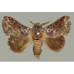 /filer/webapps/moths/media/images/R/riftensis_Haplopacha_HT_BMNH.jpg