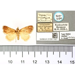 /filer/webapps/moths/media/images/A/argentifera_Paraphantina_ST_BMNH.jpg