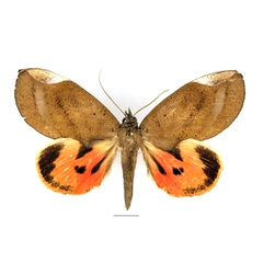 /filer/webapps/moths/media/images/M/miniatus_Lobophyllodes_AF_Basquin_02.jpg
