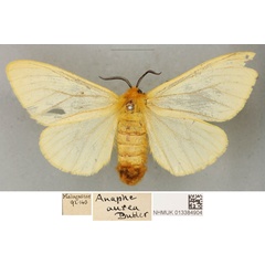 /filer/webapps/moths/media/images/A/aurea_Anaphe_PLTF_BMNH_01.jpg
