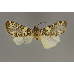 /filer/webapps/moths/media/images/T/thomasi_Alpenus_HT_BMNH.jpg
