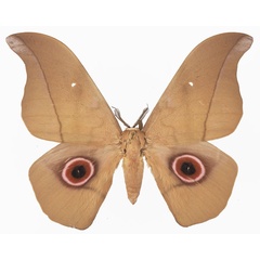 /filer/webapps/moths/media/images/S/saturnus_Lobobunaea_AM_Basquin_02a.jpg