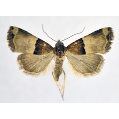 /filer/webapps/moths/media/images/H/hemileuca_Ozarba_A_NHMO_02.jpg