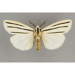 /filer/webapps/moths/media/images/T/trivitta_Estigmene_AM_BMNH.jpg
