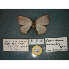 /filer/webapps/moths/media/images/M/macnultyi_Callidrepana_PT_RMCA_02.jpg