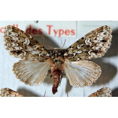 /filer/webapps/moths/media/images/O/occidentis_Madegalatha_AM_MNHN_02.jpg