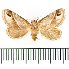 /filer/webapps/moths/media/images/I/iphia_Deltoptera_AF_BMNH.jpg