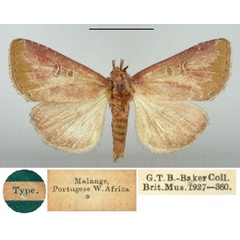 /filer/webapps/moths/media/images/B/bella_Cirrodiana_HT_BMNH.jpg