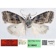 /filer/webapps/moths/media/images/U/udzungwa_Nola_PT_NHMO_01.jpg