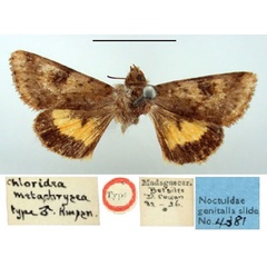 /filer/webapps/moths/media/images/M/metachrisea_Chloridea_HT_BMNH.jpg