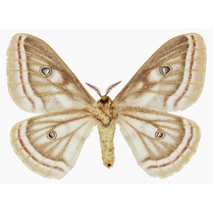 /filer/webapps/moths/media/images/D/distincta_Heniocha_AM_Basquinb.jpg