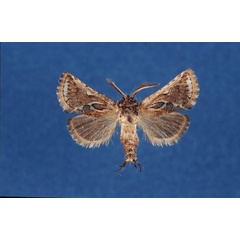 /filer/webapps/moths/media/images/H/heringi_Arbelodes_HT_ZMHB.jpg