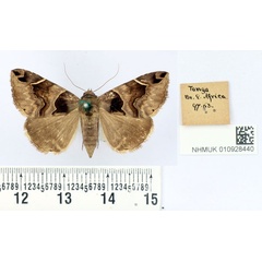 /filer/webapps/moths/media/images/A/abnegans_Dysgonia_AF_BMNH.jpg