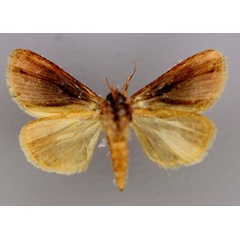 /filer/webapps/moths/media/images/G/gloriosa_Acontia_A_RMCA_02.jpg