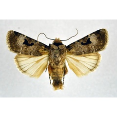 /filer/webapps/moths/media/images/A/abyssinia_Ariathisa_A_NHMO.jpg
