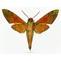/filer/webapps/moths/media/images/L/lacordairei_Euchloron_AM_Basquin_01b.jpg