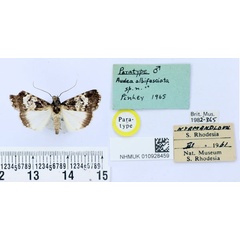 /filer/webapps/moths/media/images/A/albifasciata_Audea_PT_BMNH.jpg